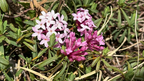 Striated Mezereon