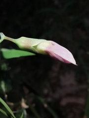 Lathyrus clymenum