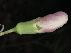 Lathyrus clymenum