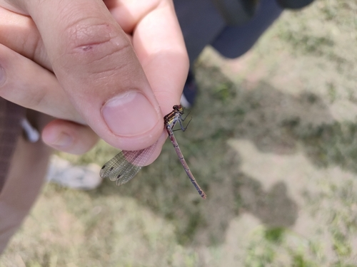 Large Red Damselfly