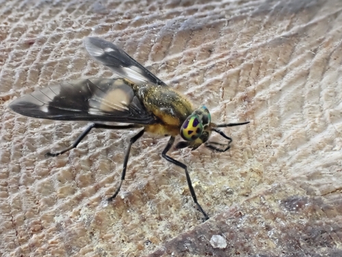 Splayed Deer Fly
