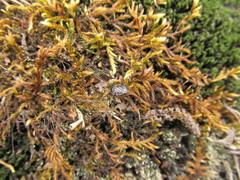 Adomerus biguttatus
