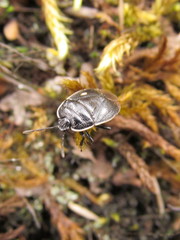 Adomerus biguttatus