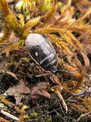 Adomerus biguttatus