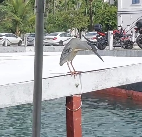 iNaturalist image
