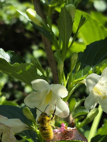 Fire-tailed Bumble Bee