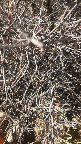 slender janusia