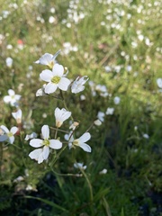 Cardamine penduliflora