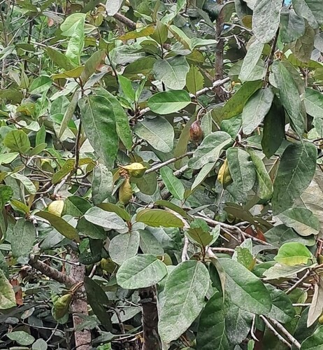 Looking-glass mangrove