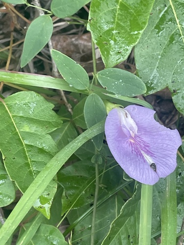 butterfly pea
