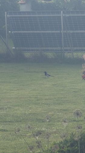 Eurasian Magpie