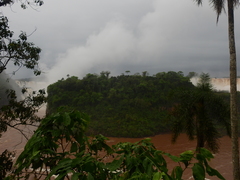 Syagrus