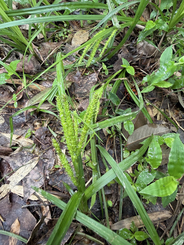 Carex subtumida iNat (1)