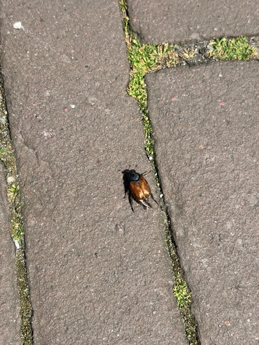 Garden Chafer