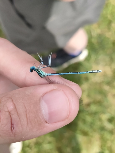 Blue Featherleg