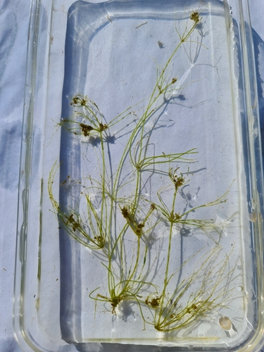 Nitella flexilis observed 2026-05-28