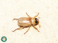 Adoretus ictericus