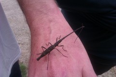 Lasiorhynchus barbicornis