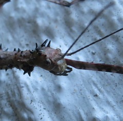 Acanthoxyla geisovii