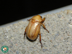Adoretus ictericus