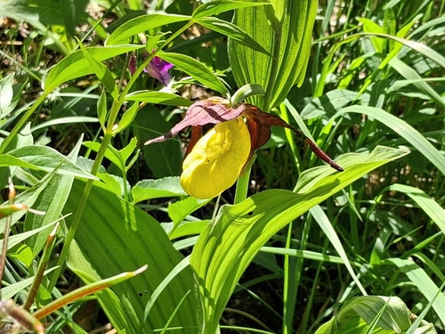 Lady's-slipper