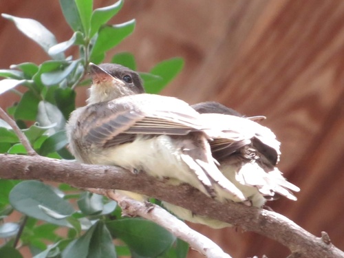 Featured image for “Eastern Phoebe”