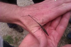 Lasiorhynchus barbicornis