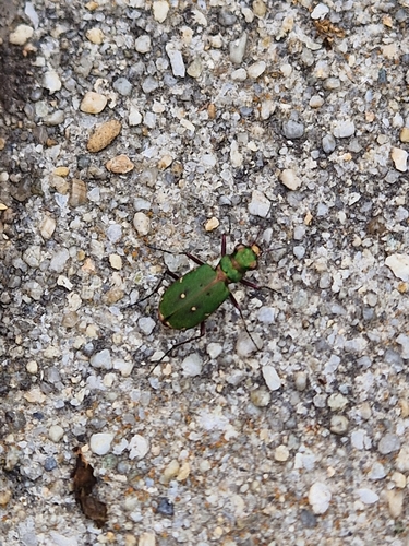 Green Tiger Beetle