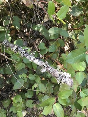 Pertusaria subambigens