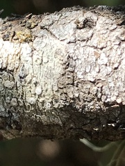 Pertusaria subambigens