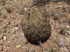 Echinomastus unguispinus