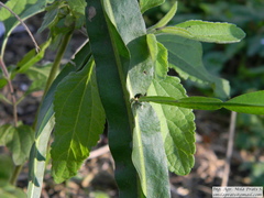 Baccharis trimera