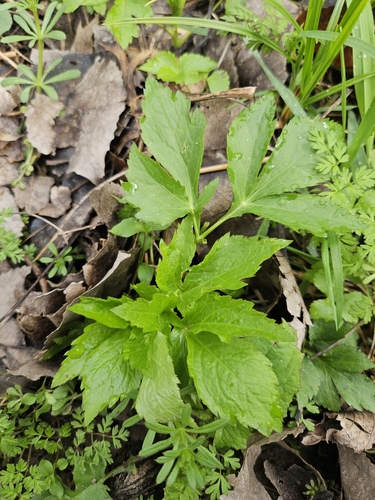 cutleaf coneflower