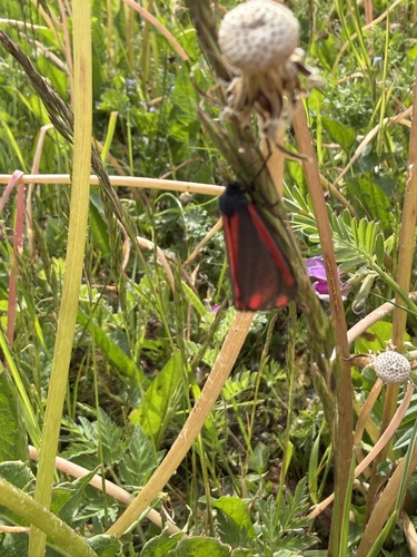 Cinnabar moth