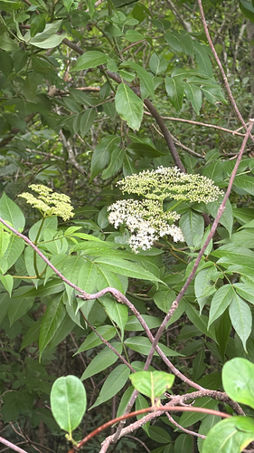 American black elderberry