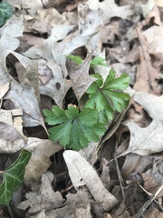 Anemonoides quinquefolia