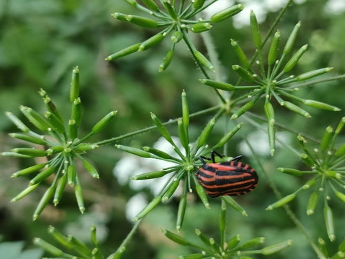 Continental Striped Shield Bug