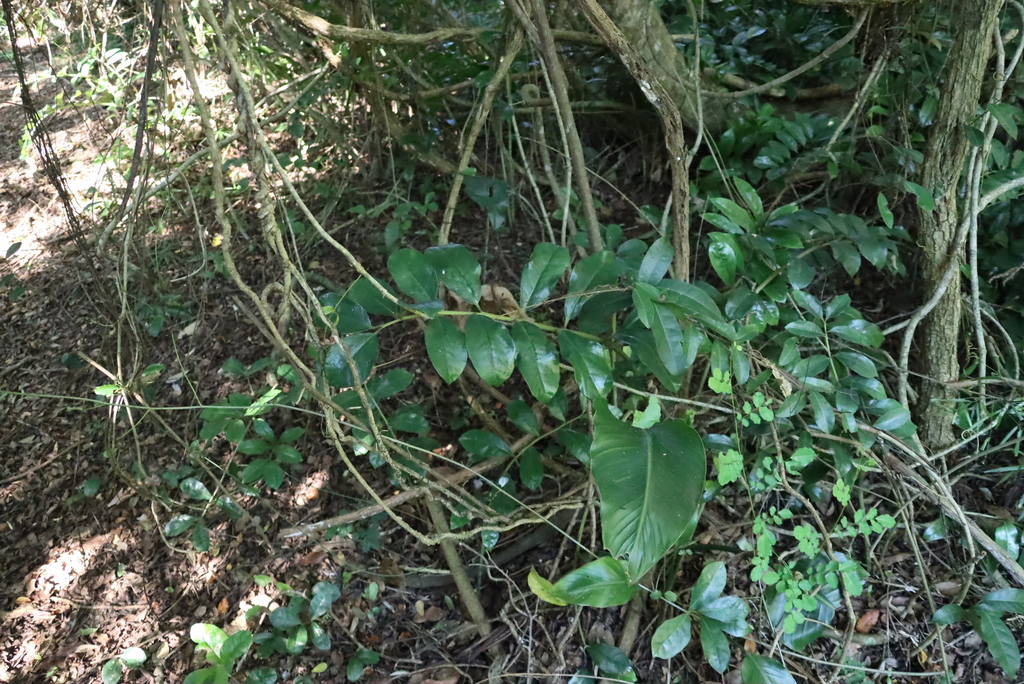 Zamioculcas zamiifolia, Samango Trail, Kosi Bay, Kosi Bay, iSimangaliso Wetland Park