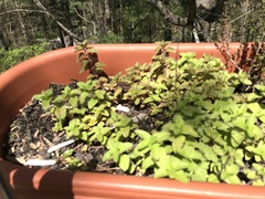Origanum majorana