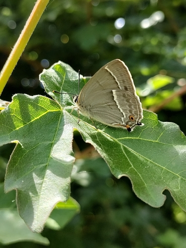 Purple hairstreak