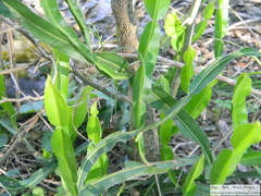 Baccharis trimera