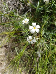Phlox tenuifolia