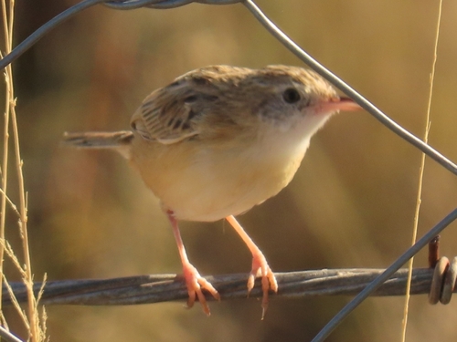 Desert Cisticola