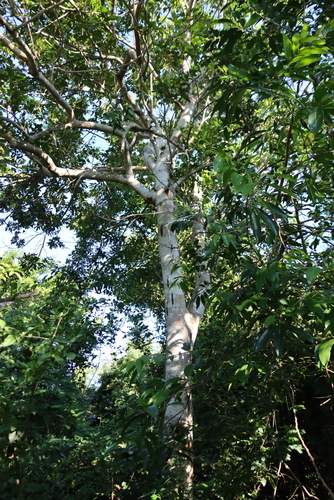 Deinbollia oblongifolia, photograph 4