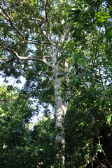 Deinbollia oblongifolia, photograph (c) Tony Rebelo, some rights reserved (CC BY-SA)
