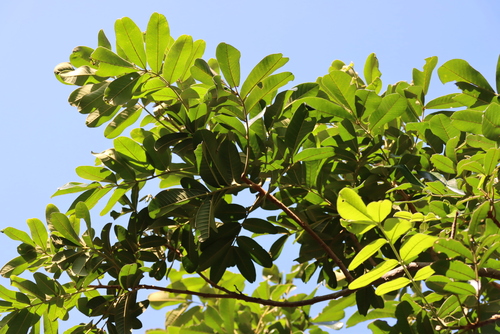 Deinbollia oblongifolia, photograph 3
