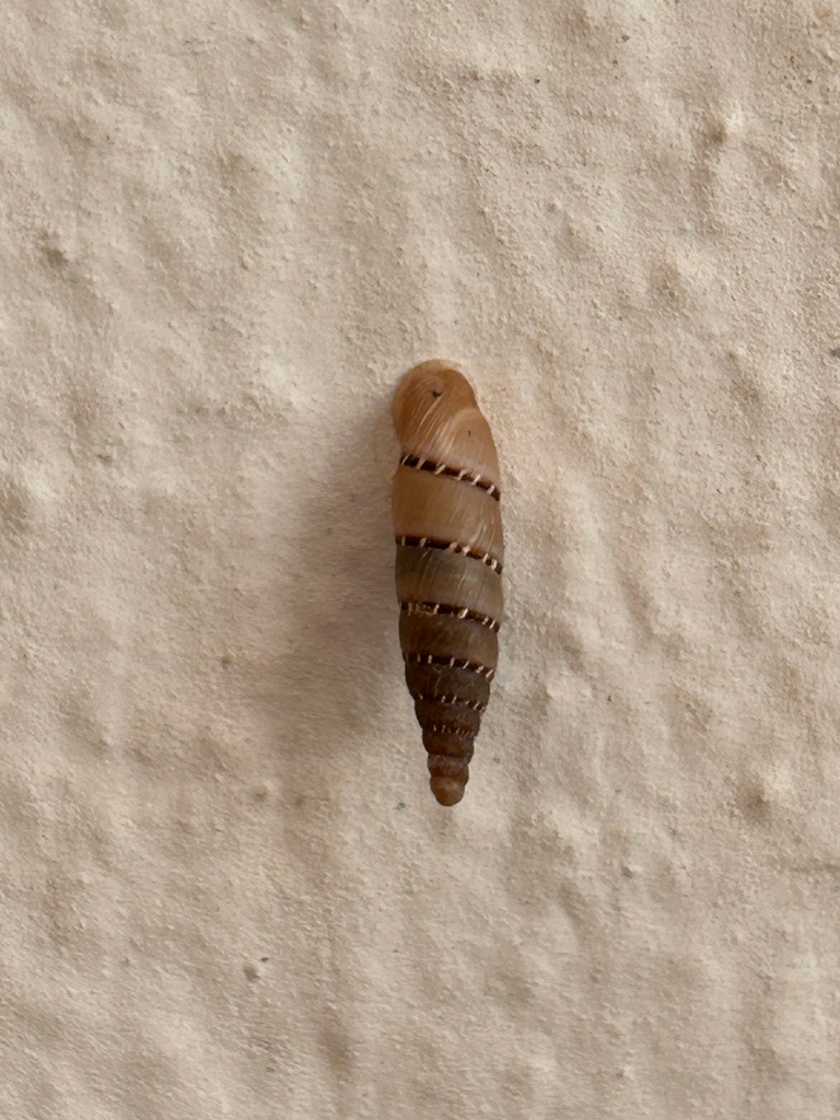 Cliveden Snail