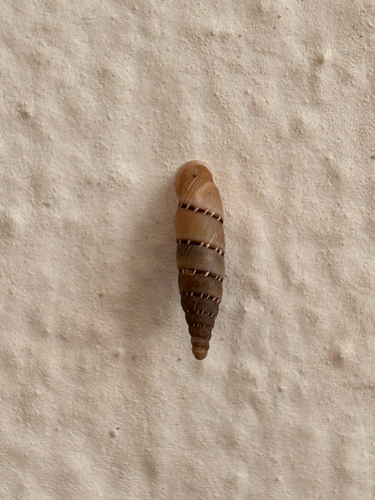 Chiocciola papillare italiana