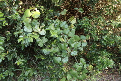 Rhoicissus tomentosa, photograph (c) Tony Rebelo, some rights reserved (CC BY-SA)