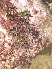 Cladostephus spongiosus